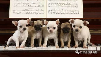 犬兔俱毙,犬兔俱毙什么意思