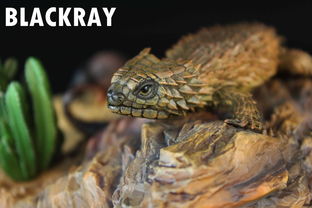 犰狳环尾蜥,南非犰狳蜥是什么动物栖息在哪里？