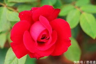 玫瑰花的特点,玫瑰花的特点是什么？