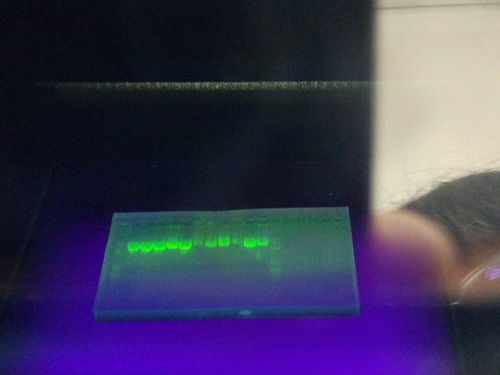 琼脂糖凝胶电泳原理,琼脂糖凝胶电泳的原理什么