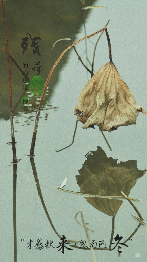 留得残荷听雨声,留得残荷听雨声全诗是什么？