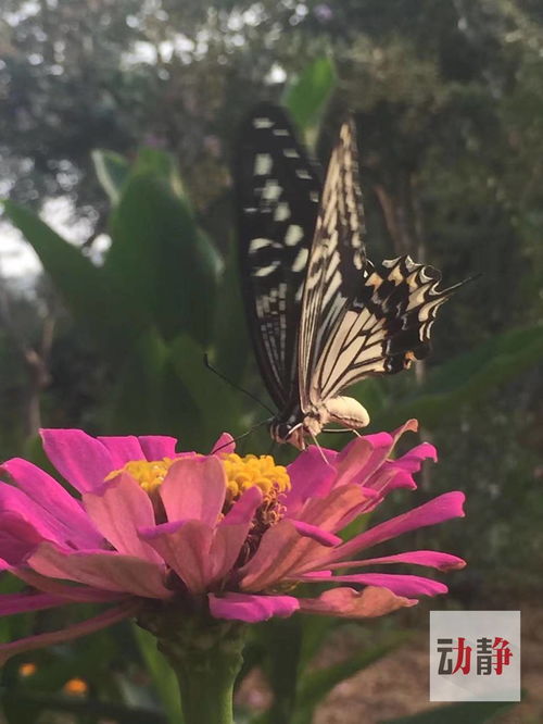 留连戏蝶时时舞,古诗“留恋戏蝶时时舞，自在娇莺恰恰啼”的全诗是什么