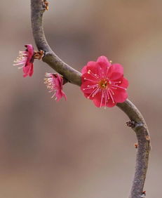 留连戏蝶时时舞的下一句,“流连细碟时时舞”的下一句是什么？