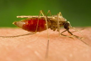 疟疾是由细菌引起的吗,疟疾是病毒还是细菌