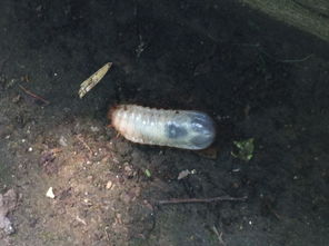 皮蝇幼虫,皮蝇虫是怎么进入皮肤的