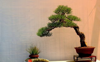 盆景五大流派,盆景艺术五大流派分别是什么？