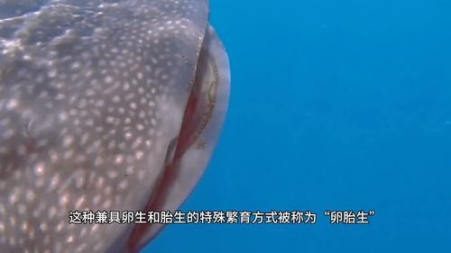 目前世界上最大的鱼类是什么,世界上最大的鱼