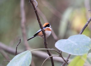 目光炯炯的意思,目光炯炯是什么意思