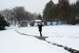 盼雪,围绕中心意思写作文六年级盼雪