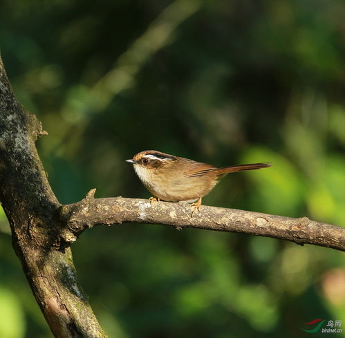 眉组词,眉的组词