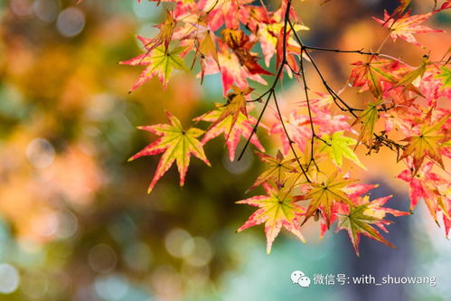 秋之韵,什么是秋之韵