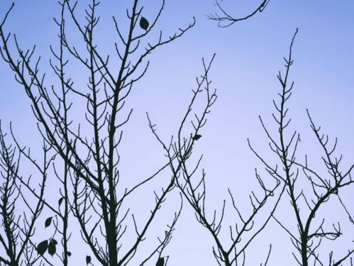 秋冷了月光,秋冷了月光歌词