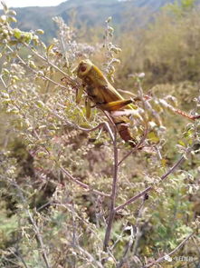 秋后的蚂蚱,秋后的蚂蚱是什么意思？