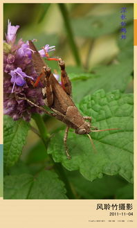 秋后的蚂蚱歇后语,秋后的蚂蚱的歇后语是