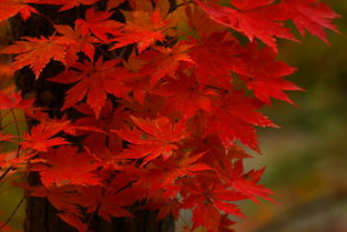 秋天的枫叶,秋天的枫叶是什么样的