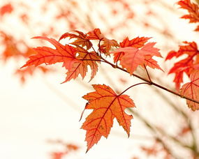 秋天的树叶,秋天的树叶有哪些