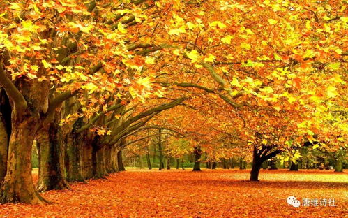 秋天的现代诗,关于秋天的现代诗有哪些
