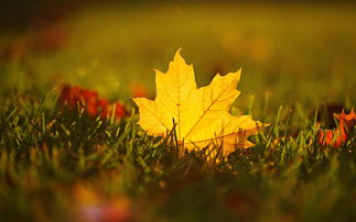 秋天的雨,秋天的雨是什么？
