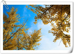 秋天来了 树叶黄了,一年级课文秋天来了全文