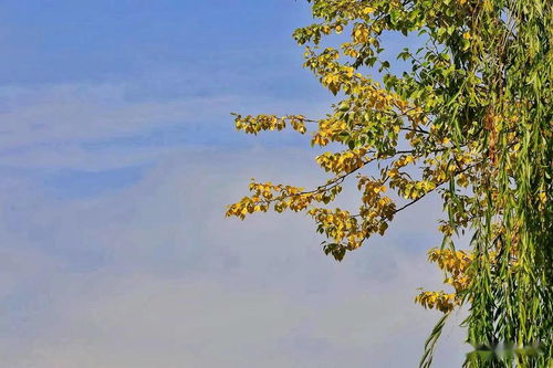 秋天的快乐,秋天的快乐作文