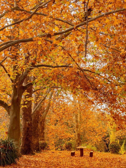 秋天的感觉,秋天给你什么感觉？