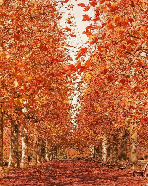 秋画,看那秋月送情话，爱情在悄悄发芽。”这首歌名叫什么？拜托各位大神