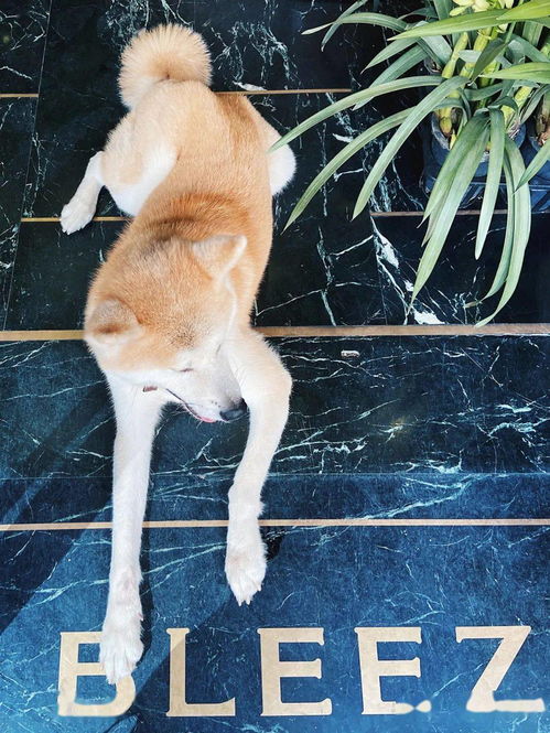 秋田犬八千,秋田犬八千&忠犬八公