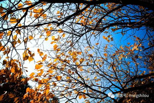 秋的成语,带有秋字的成语