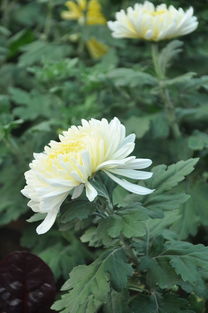 秋菊能傲霜,《秋菊》古诗