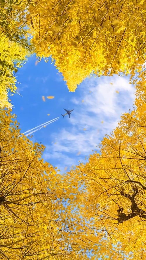 秋风起,李白的“秋风起，秋月明”的全文是什么？