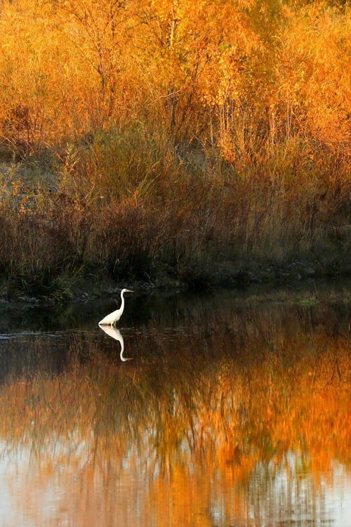秋高气爽的意思,秋高气爽的意思