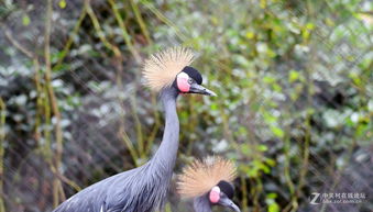 秋鸟,带有秋鸟的古诗及诗意？