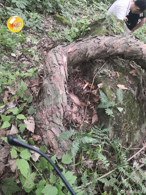 秦岭发现百岁野生猕猴桃树王,秦岭发现百岁野生猕猴桃树王，这棵树有多大？