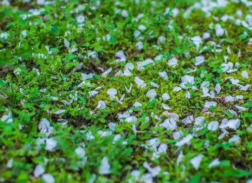 绿 朱自清,朱自清的散文名篇《绿》原文