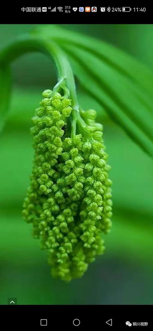 绿得,绿得什么什么？