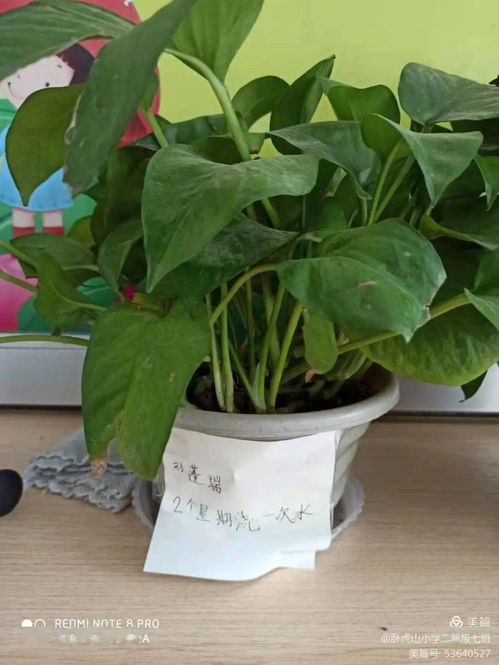 绿意盎然的意思,绿意盎然的意思