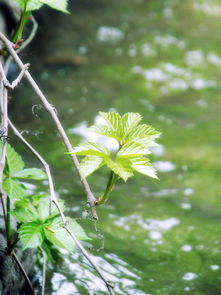 绿杨芳草,绿杨芳草长亭路的全诗是什么？