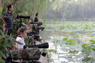 绿林好汉,绿林好汉是什么意思