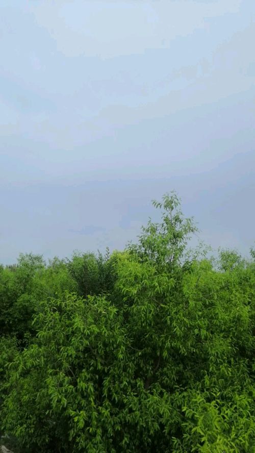 绿树成荫,绿树成荫的意思