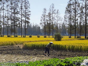 绿树村边合,绿树村边合的全诗