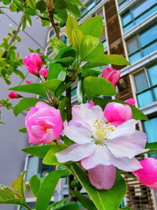 绿肥红瘦是什么花,李清照的如梦令里的绿肥红瘦是描写什么花