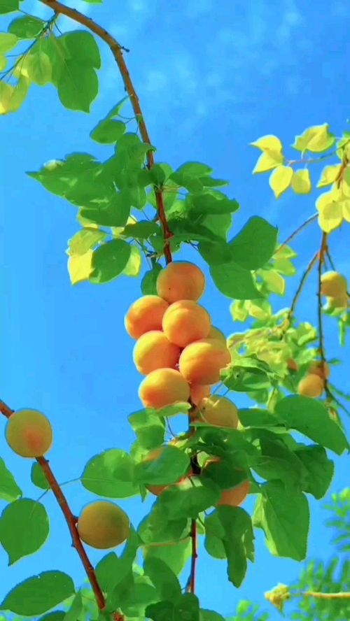 绿阴不减来时路,绿阴不减来时路添得黄鹂四五声的意思是什么