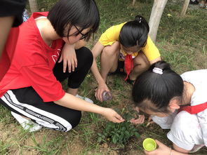 绿阴不减来时路的下一句,绿阴不减来时路，添得黄鹂四五声。