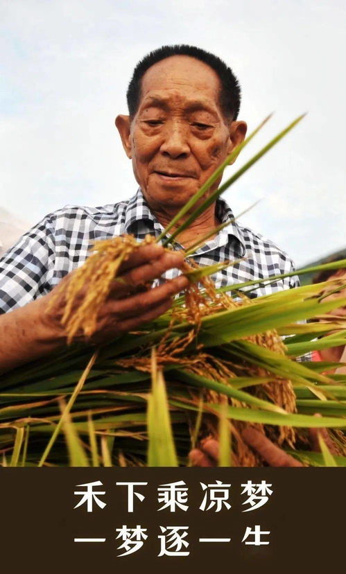 缅怀袁隆平作文,悼念袁隆平的优秀作文