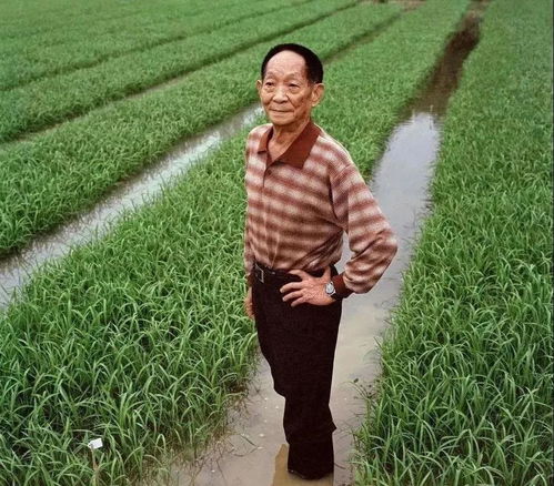 缅怀袁隆平作文500字,悼念袁隆平的优秀作文