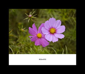 美丽de野花,描写野花的句子 超优美