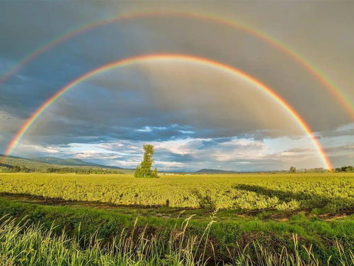 美丽彩虹,美丽的彩虹就像什么一样高挂在雨后的天空?