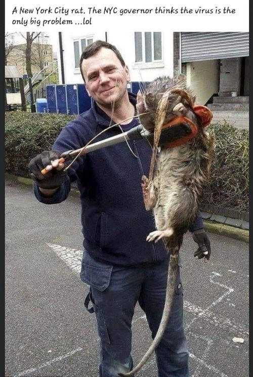 美国大老鼠,美国猎人捕捉“大老鼠”为生，这是什么生物？