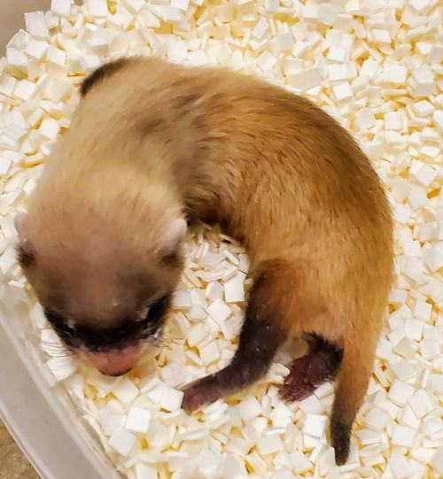 美国首次成功克隆濒危动物,世界首只克隆北极狼“玛雅”回家，克隆对挽救濒危物种具有怎样的意义？