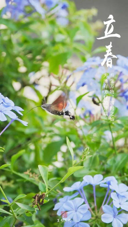 美好的开端打一蔬菜,关于姜这个蔬菜的灯谜